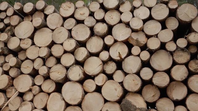 Wooden logs are stacked in a neat arrangement. The circular cuts of the logs show the natural wood texture and form a uniform pattern in a backyard setting.