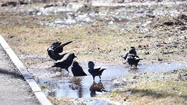 Jackdaws having fun in a puddle, view of splashes and playful movements, spring day, slow motion