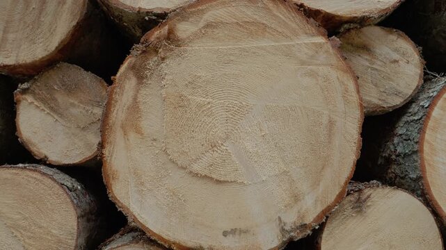 A close look at a wooden stump showing annual rings in a forest. The background features stacked wooden logs. Nature surrounds the area with many trees.
