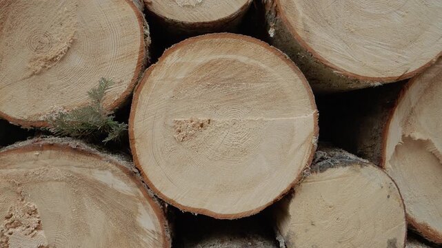 A close view of a wooden stump showing annual rings is in focus. Surrounding logs are stacked nearby in a natural forest setting. The scene highlights wood textures.