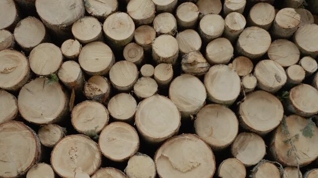 Wooden logs are stacked in a forest setting. The annual rings on a stump are visible. This display highlights the beauty of wood and its natural patterns.