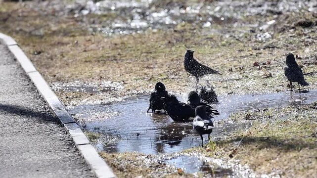 Jackdaws playing and splashing in a puddle by the pavement, bright spring sunlight, slow motion