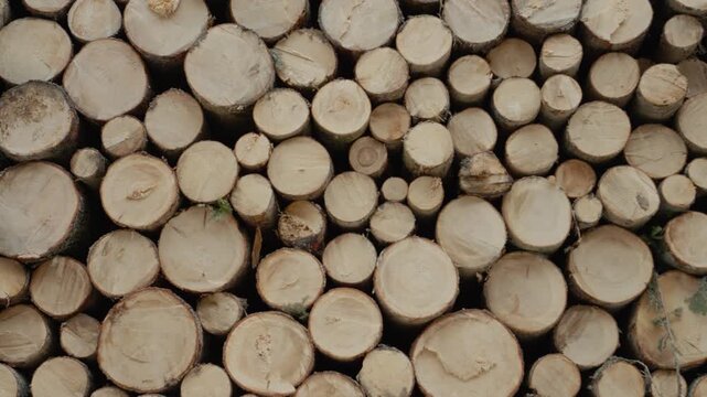 Sturdy logs are stacked in a forest. A wooden stump shows annual rings. The arrangement of logs highlights their circular cuts and natural textures.