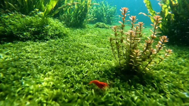 Dense Aquatic Carpets Form a Lush Underwater Lawn with Tiny Plant Life