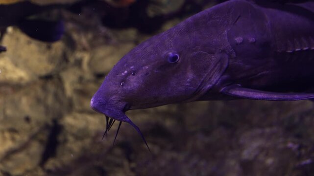 Close-up view of a large, exotic catfish Oxydoras niger with distinctive barbels calmly swimming in a dimly lit aquarium, showing off its unusual body with spikes and plates, a dark background