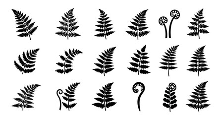 Black fern leaf icons, vector ferns, leafy foliage illustrations, botanical symbols © John