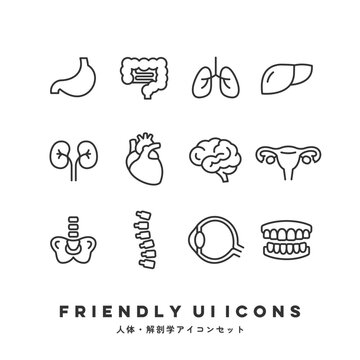 UIアイコンセット（人体・解剖学） | Friendly UI Icons (Human Anatomy)