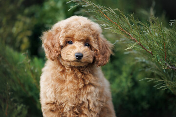 cute miniature poodle puppy portrait outdoors in summer