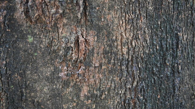 tree wood texture