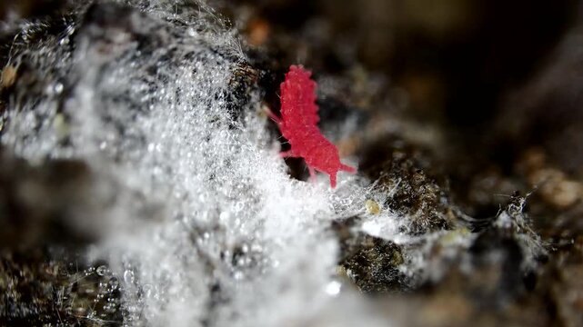 Red springtail on the rotten wood from top view
