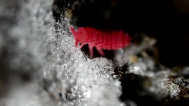 Red springtail on the rotten wood from top view