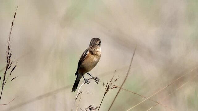 A female adult stonechat perched on a branch