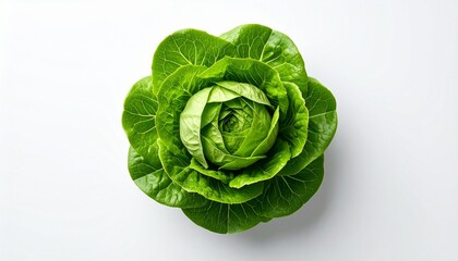 Fototapeta premium Fresh Green Cos Lettuce Isolated on White Background for Healthy Eating and Lifestyle Concepts.