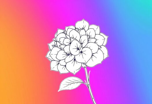 Elegant line art drawing of a hydrangea flower, showcasing delicate petals and stem, illustration art, black