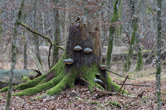 Tree stump decomposing in forest overgrown with moss and fungi