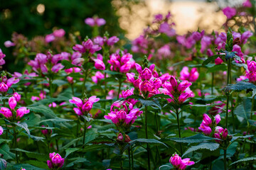 Fototapeta premium Gardening, green and spring with flowers outdoor in backyard of home for botany or horticulture. Background, morning and wallpaper with pink turtlehead plants in garden for cultivation or growth