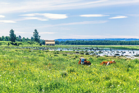 Blommande strand&auml;ng vid en sj&ouml; med kor p&aring; sommaren