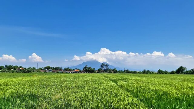 Vibrant Java Green Rice Paddy with Majestic Mountain View Rural Indonesia Panorama