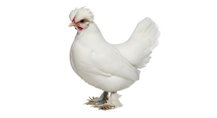 Fototapeta premium Small white silkie chicken facing forward with white background