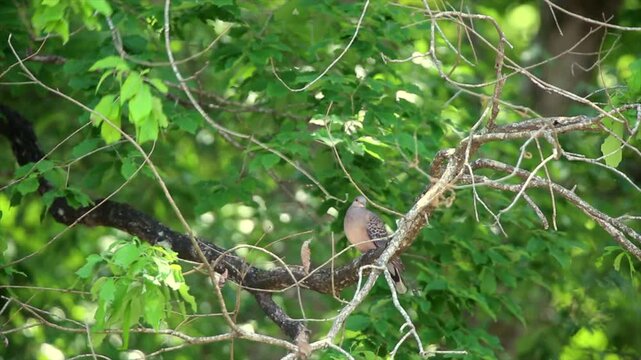 Oriental Turtle Dove perched on a leafy branch swaying in the wind, Okumusashi.
