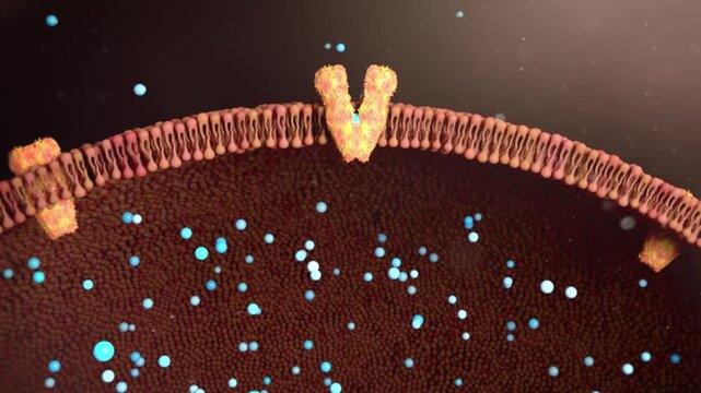 Drug molecules pass smoothly through cell membrane calcium ion channels. Nervous and cardiovascular systems. MOA, cellular microstructure, 3D animation.