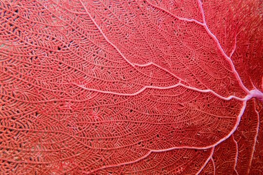 Organic texture of Red Sea Fan or Gorgonia coral (Annella mollis). Abstract background