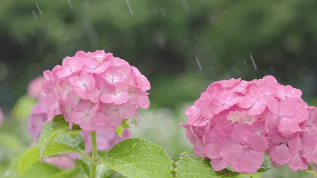 ピクスタ雨の日の紫陽花