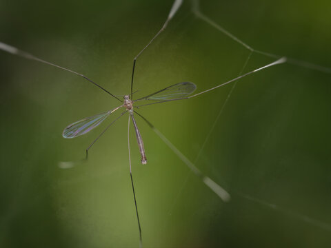 A Macro Stacking photo of a delicate, long-legged crane fly resting with wings spread. Often mistaken for a giant mosquito but harmless at Hua Hin Thailand