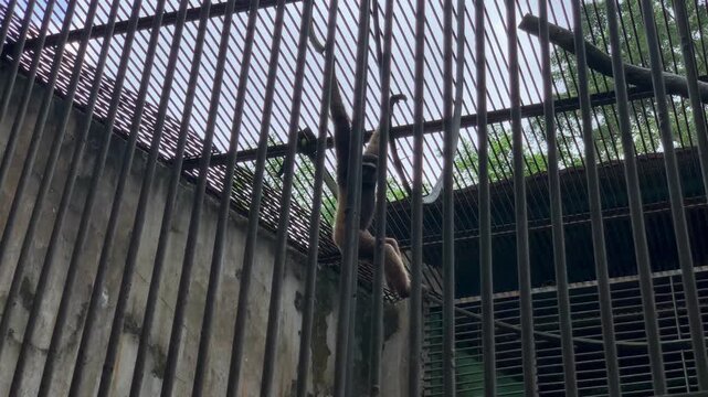 4K footage of Primate  inside enclosure at Ragunan Zoo. Ideal for wildlife, behavior, captivity, conservation, and education themes.Jakarta, Indonesia-March 24,2026.