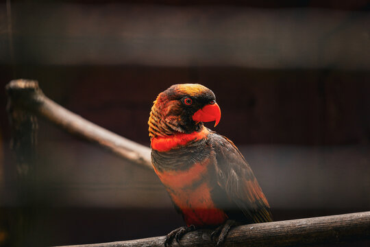 Close-up Detailed Portrait of a Dusky Lory Bird on a Branch