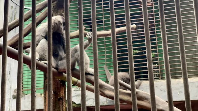4K footage of Primate eating and resting inside enclosure at Ragunan Zoo. Ideal for wildlife, behavior, captivity, conservation, and education themes.Jakarta, Indonesia-March 24,2026.