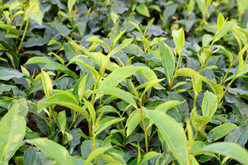 Fototapeta premium Fresh Green Tea Leaves Growing in Garden Natural