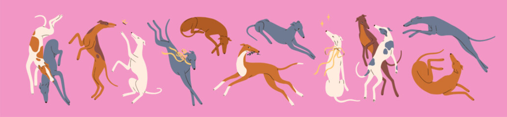 Sighthound, greyhound and whippet, canine animal breeds. Cute slender elegant graceful thin dogs in movement, dynamic poses. Puppy pets running, sleeping, playing. Isolated flat vector illustrations