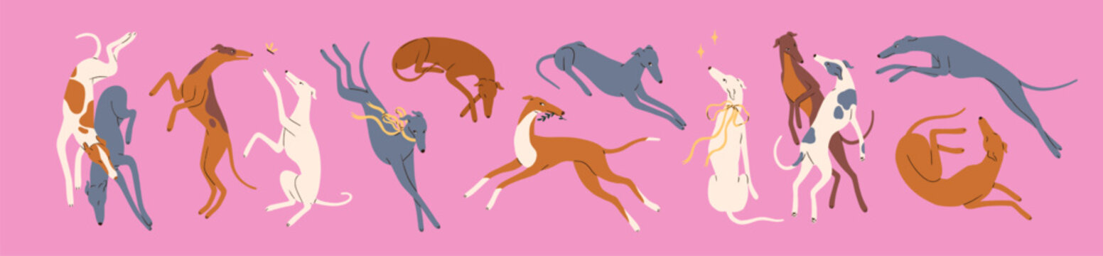 Sighthound, greyhound and whippet, canine animal breeds. Cute slender elegant graceful thin dogs in movement, dynamic poses. Puppy pets running, sleeping, playing. Isolated flat vector illustrations