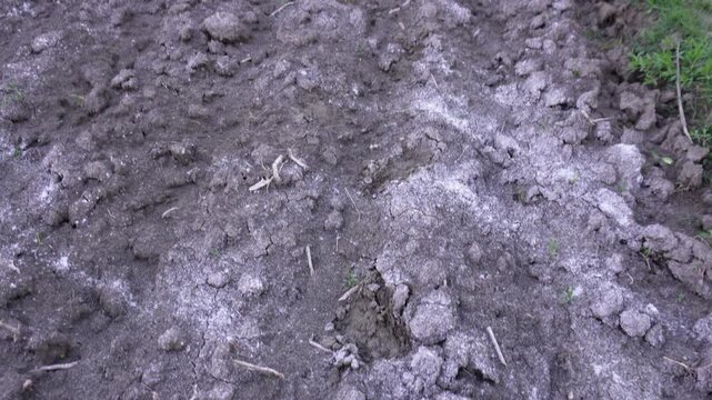 Fertile soil close‑up with organic matter