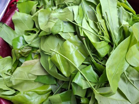 Gnetum gnemon leaves (also known as melinjo leaves) are found in the Gnetum gnemon plant. These leaves are commonly used in Indonesian dishes, such as sayur asem (asem vegetable soup), lodeh (lodeh), 