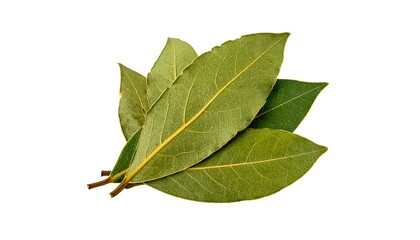 Fototapeta premium Close-up of green, dried, aromatic leaves, arranged on a white background. Veins are visible. Leaves are smooth with a subtle sheen