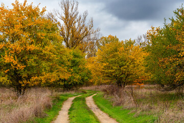 Obraz premium beautiful landscape of country road in autumn forest with bright yellow leaves on trees, cloudy weather