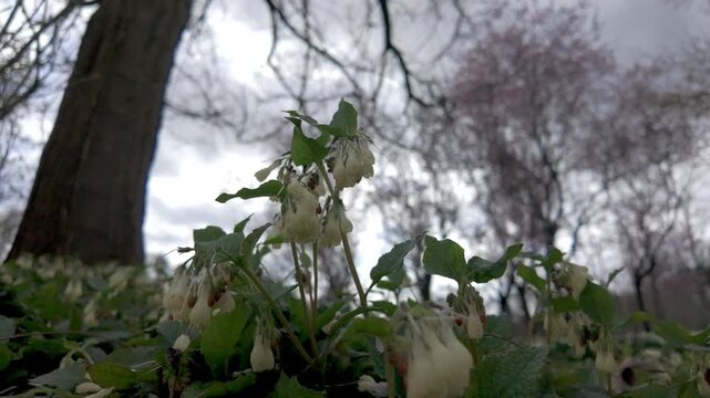 Low angle cinematic shot of white comfrey wildflowers blooming in a spring park with pink blossoming trees in the background.