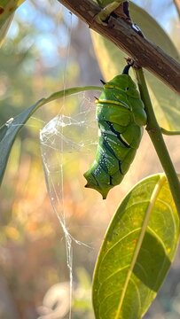 A green caterpillar hangs from a leafy branch with a cocoon
