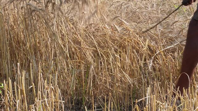 Farmer manually harvesting wheat in Indian field