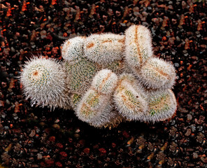 Close up of green cactus