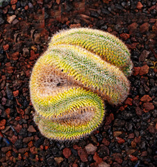 Close up of green cactus