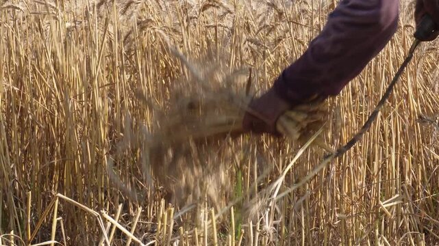 Traditional manual wheat harvesting with a sickle