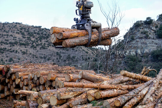 Hydraulic crane loading pine logs in san cabras soria