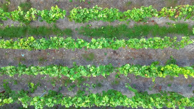 Aerial drone footage ascending over a green vineyard in Champagne, France. Top-down view reveals the geometric pattern of grape vine rows.
