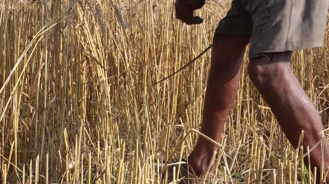 Farmer harvesting wheat with sickle in field