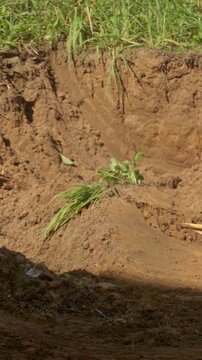 Soil mound revegetation visuals, Visual representation of land recovery and ecological assessment efforts