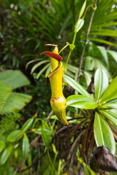  Pitcher plants, Troise frere mountain trail, Mahe, Seychelles