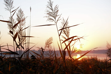Fototapeta premium Schilfpflanze beim Sonnenuntergang